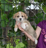 Amsburg's line red girl 1, a female Pembroke Welsh Corgi for sale in Sacramento, CA – Photo 2 of 6