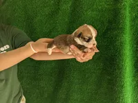Amsburg's line red girl 1, a female Pembroke Welsh Corgi for sale in Sacramento, CA – Photo 2 of 5