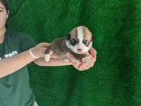 Amsburg's line red girl 1, a female Pembroke Welsh Corgi for sale in Sacramento, CA – Photo 1 of 5