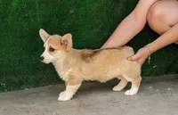 Amsburg's line red girl 1, a female Pembroke Welsh Corgi for sale in Sacramento, CA – 1 of 5