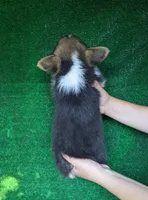 Amsburg's line tricolor girl , a female Pembroke Welsh Corgi for sale in Sacramento, CA – 2 of 4
