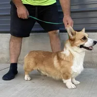 Amsburg's line Adam, a male Pembroke Welsh Corgi for sale in Sacramento, CA – Photo 2 of 6