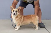 Amsburg's line Adam, a male Pembroke Welsh Corgi for sale in Sacramento, CA – Photo 1 of 6