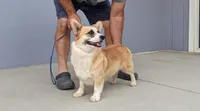Amsburg's line Adam, a male Pembroke Welsh Corgi for sale in Sacramento, CA – Photo 5 of 6