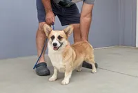 Amsburg's line Adam, a male Pembroke Welsh Corgi for sale in Sacramento, CA – Photo 6 of 6