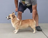 Amsburg's line Adam, a male Pembroke Welsh Corgi for sale in Sacramento, CA – Photo 4 of 6