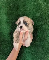 Amsburg's line red male 2, a male Pembroke Welsh Corgi for sale in Sacramento, CA – 1 of 3