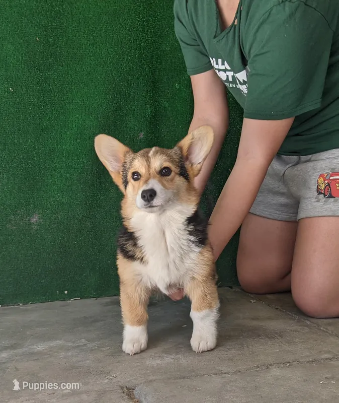 Amsburg's line tricolor male – Pembroke Welsh Corgi puppy for sale in Sacramento, CA