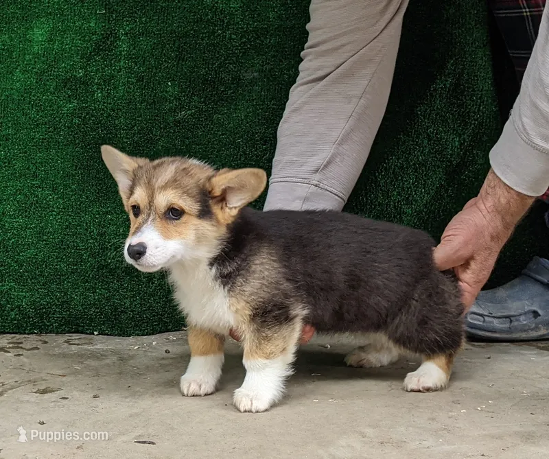 Amsburg's line tricolor male