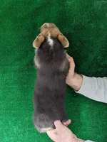 Amsburg's line tricolor male, a male Pembroke Welsh Corgi for sale in Sacramento, CA – Photo 5 of 5