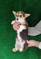 Amsburg's line tricolor male, a male Pembroke Welsh Corgi for sale in Sacramento, CA – Photo 2 of 5
