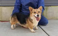 Amsburg's line tricolor male, a male Pembroke Welsh Corgi for sale in Sacramento, CA – Photo 4 of 5