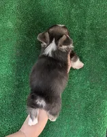 Amsburg's line tricolor male, a male Pembroke Welsh Corgi for sale in Sacramento, CA – 3 of 3