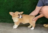 Amsburg's line red girl 2, a female Pembroke Welsh Corgi for sale in Sacramento, CA – 2 of 5