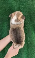 Amsburg's line red boy 1, a male Pembroke Welsh Corgi for sale in Sacramento, CA – 4 of 4
