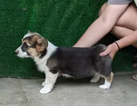 Amsburg's line tricolor male , a male Pembroke Welsh Corgi for sale in Sacramento, CA – 2 of 2
