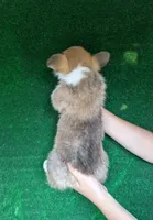 Amsburg's line red girl 1, a female Pembroke Welsh Corgi for sale in Sacramento, CA – 3 of 5