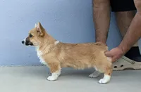 Amsburg's line red girl 2, a female Pembroke Welsh Corgi for sale in Sacramento, CA – 3 of 5