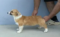 Amsburg's line red girl 3, a female Pembroke Welsh Corgi for sale in Sacramento, CA – 4 of 6