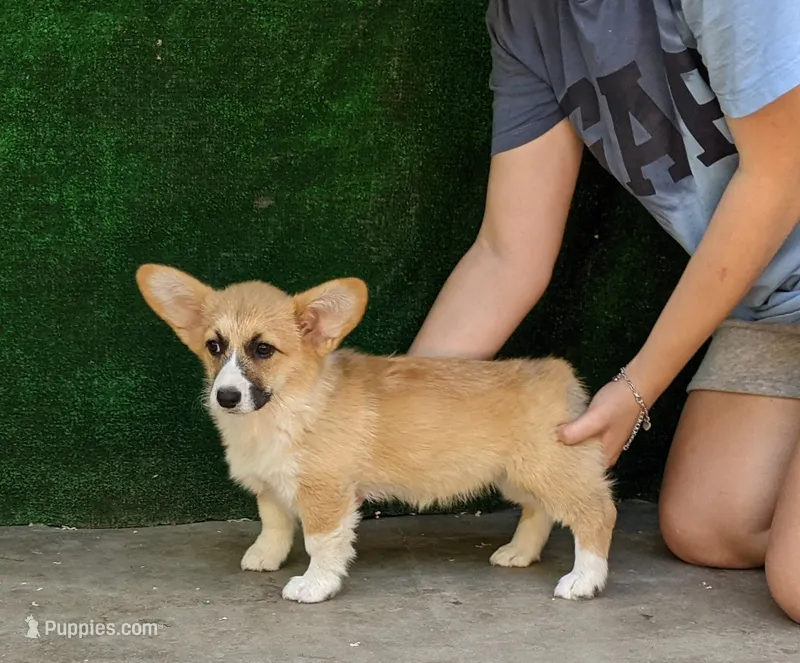 Amsburg's line red girl 2 – Pembroke Welsh Corgi puppy for sale in Sacramento, CA