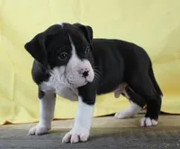 Shifu, a male Alapaha Blue Blood Bulldog for sale in Grafton, OH – Photo 3 of 10
