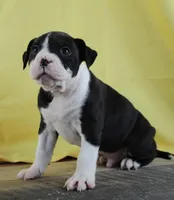 Shifu, a male Alapaha Blue Blood Bulldog for sale in Grafton, OH – Photo 6 of 10