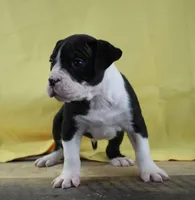 Shifu, a male Alapaha Blue Blood Bulldog for sale in Grafton, OH – Photo 4 of 10