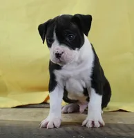 Shifu, a male Alapaha Blue Blood Bulldog for sale in Grafton, OH – Photo 5 of 10