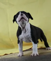 Shifu, a male Alapaha Blue Blood Bulldog for sale in Grafton, OH – Photo 1 of 10
