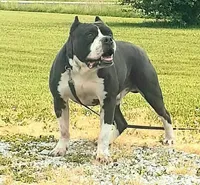 Shifu, a male Alapaha Blue Blood Bulldog for sale in Grafton, OH – Photo 9 of 10