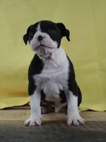 Shifu, a male Alapaha Blue Blood Bulldog for sale in Grafton, OH – Photo 2 of 10