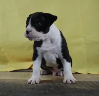 Shifu, a male Alapaha Blue Blood Bulldog for sale in Grafton, OH – Photo 7 of 10