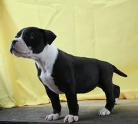 Empress, a female Alapaha Blue Blood Bulldog for sale in Grafton, OH – Photo 6 of 8