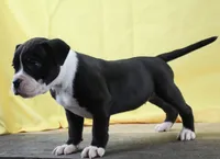 Empress, a female Alapaha Blue Blood Bulldog for sale in Grafton, OH – Photo 2 of 8