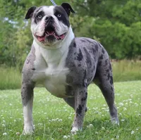 Empress, a female Alapaha Blue Blood Bulldog for sale in Grafton, OH – Photo 3 of 8