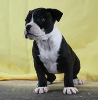 Empress, a female Alapaha Blue Blood Bulldog for sale in Grafton, OH – Photo 8 of 8