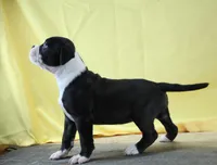 Empress, a female Alapaha Blue Blood Bulldog for sale in Grafton, OH – Photo 1 of 8