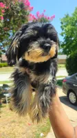 Munchi, a male Maltipoo for sale in Plano, TX – 2 of 5