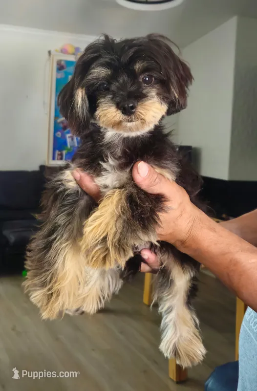 Munchi – Maltipoo puppy for sale in Plano, TX