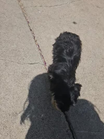Munchi, a male Maltipoo for sale in Plano, TX – 5 of 5