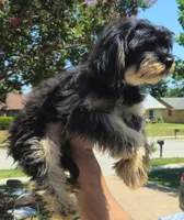 Munchi, a male Maltipoo for sale in Plano, TX – 4 of 5