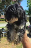 Munchi, a male Maltipoo for sale in Plano, TX – 3 of 5