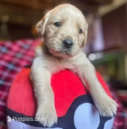 Lucas – Golden Retriever puppy for sale in Wheeling, WV