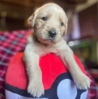 Lucas, a male Golden Retriever for sale in Wheeling, WV – Photo 1 of 3