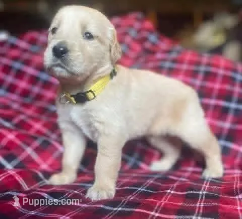 Bradley – Golden Retriever puppy for sale in Wheeling, WV