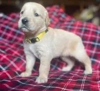 Bradley, a male Golden Retriever for sale in Wheeling, WV – Photo 1 of 3