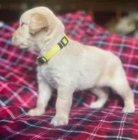 Bradley, a male Golden Retriever for sale in Wheeling, WV – Photo 2 of 3