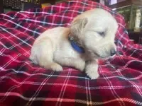 Bluey, a male Golden Retriever for sale in Wheeling, WV – Photo 2 of 4