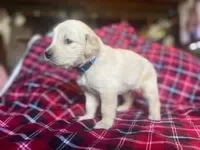 Bluey, a male Golden Retriever for sale in Wheeling, WV – Photo 3 of 4