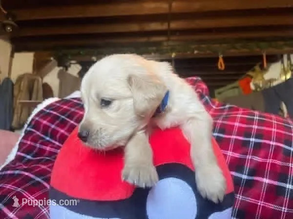 Bluey – Golden Retriever puppy for sale in Wheeling, WV